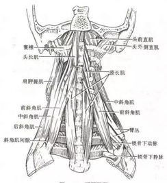 健身教练怎么治疗颈椎 健身房如何锻炼颈椎