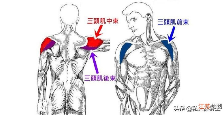 三角肌和冈上肌怎么练 冈上肌和三角肌损伤的区别