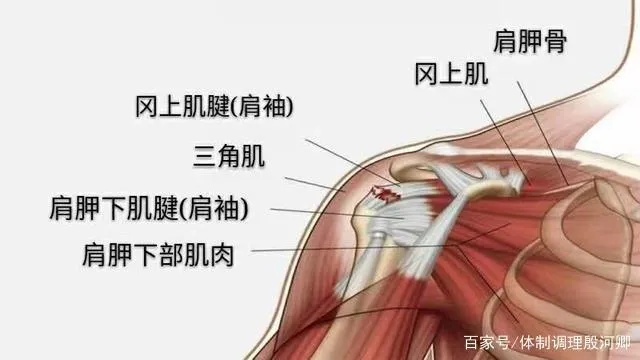 三角肌和冈上肌怎么练 冈上肌和三角肌损伤的区别