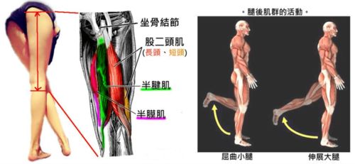 伸肌群怎么练 腘伸肌拉伸