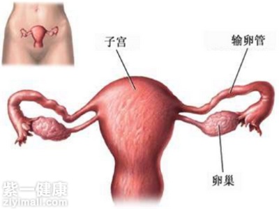 卵巢大小正常范围是多少 卵巢大小正常范围是多少厘米左右