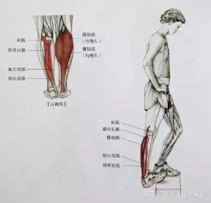 怎么放松腿部 怎么放松腿部肌肉神经