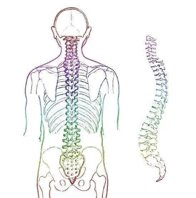 人体脊椎多少节 人体脊椎多少节 7 ,12,5 巧合