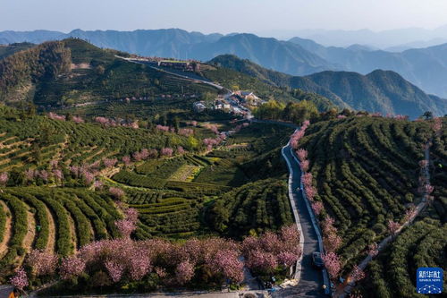 浙江高山云雾批发 高山云雾茶哪里的最好