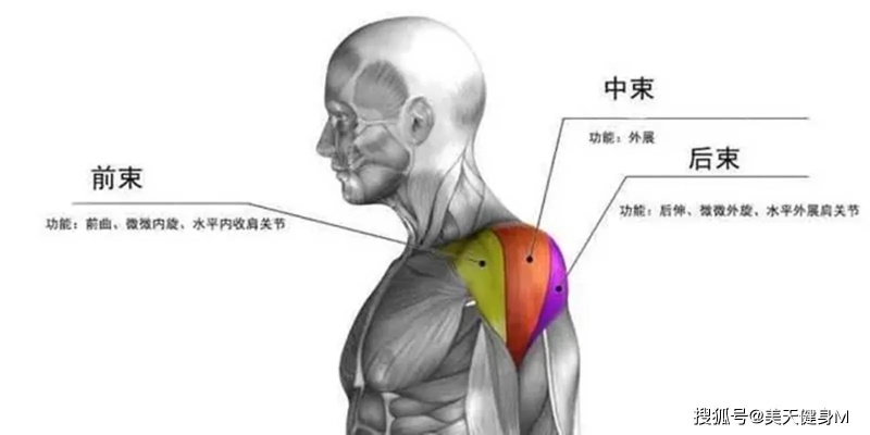 肩部肌肉中束怎么练 肩部中束怎么锻炼