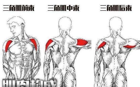 肩部肌肉中束怎么练 肩部中束怎么锻炼