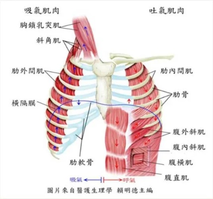 怎么练两肋肌肉 如何锻炼两肋