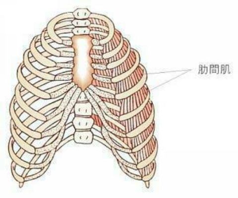 怎么练两肋肌肉 如何锻炼两肋