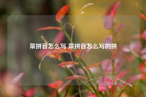 菜拼音怎么写 菜拼音怎么写的拼